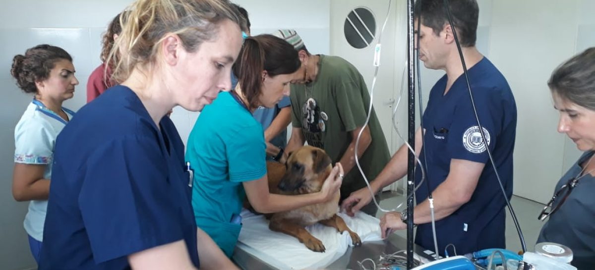 Docentes de la Facultad de Ciencias Veterinarias de la UBA dictaron una capacitación en el Hospital Municipal de Zoonosis