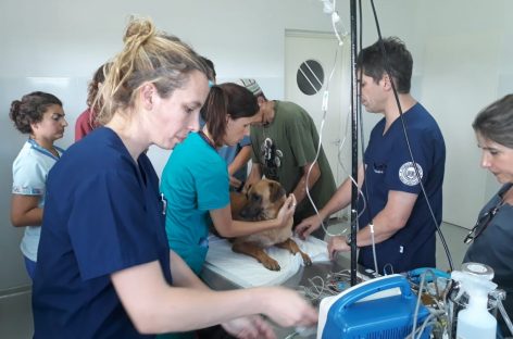 Docentes de la Facultad de Ciencias Veterinarias de la UBA dictaron una capacitación en el Hospital Municipal de Zoonosis