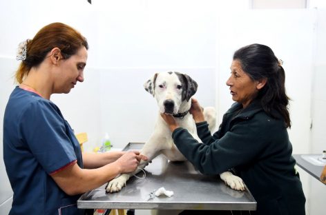 La Dirección de Zoonosis de Escobar ya entregó más de 100 mascotas en adopción