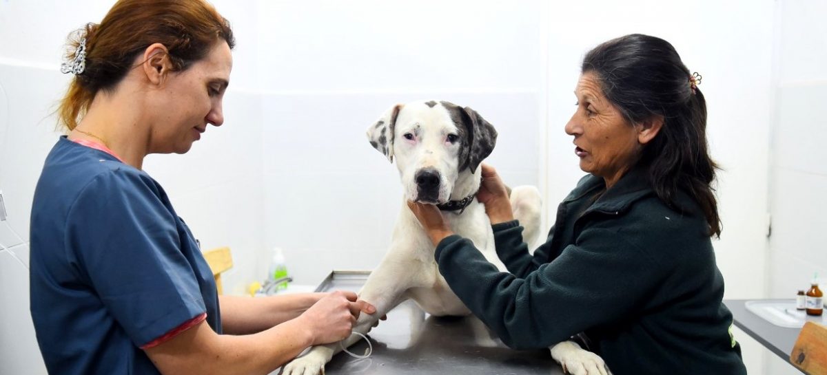 El Hospital Municipal de Zoonosis tuvo cifras récord de castraciones, vacunaciones y consultas generales