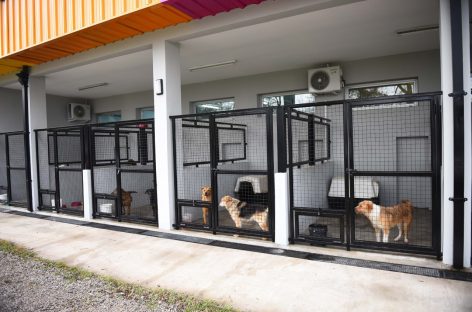 El portal web de la Municipalidad ofrece toda la información necesaria para adoptar mascotas del Hospital de Zoonosis