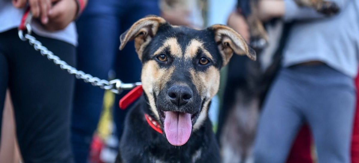 La Municipalidad de Escobar organiza en Barrio El Cazador un encuentro con actividades culturales y vacunación para mascotas