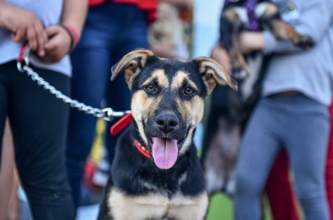 La Municipalidad de Escobar organiza en Barrio El Cazador un encuentro con actividades culturales y vacunación para mascotas