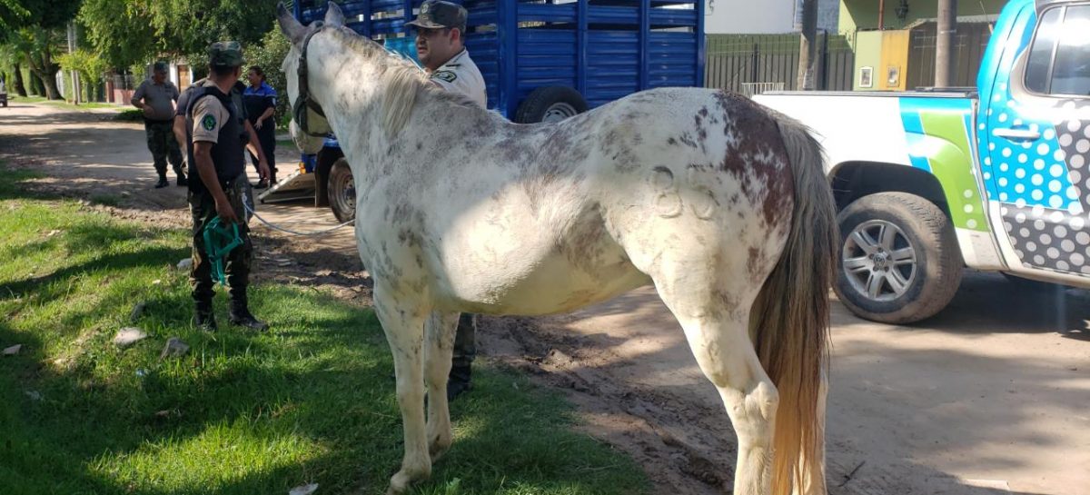 Venta ilegal y maltrato de animales: se rescataron 41 aves y un caballo que quedaron a resguardo en la Granja Don Benito