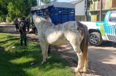 Venta ilegal y maltrato de animales: se rescataron 41 aves y un caballo que quedaron a resguardo en la Granja Don Benito