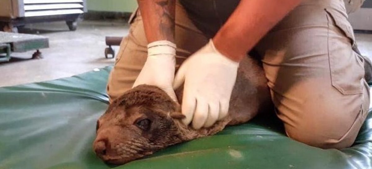 Rescatan un lobo marino que se hallaba perdido en la zona del Delta