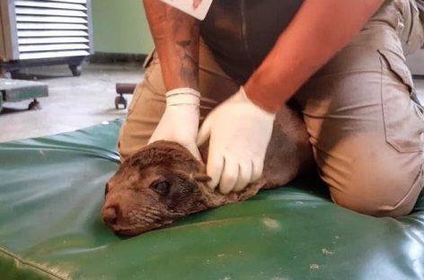 Rescatan un lobo marino que se hallaba perdido en la zona del Delta