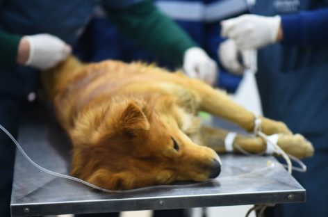 Bajo estrictos protocolos, el Hospital Municipal de Zoonosis de Escobar retoma las esterilizaciones programadas