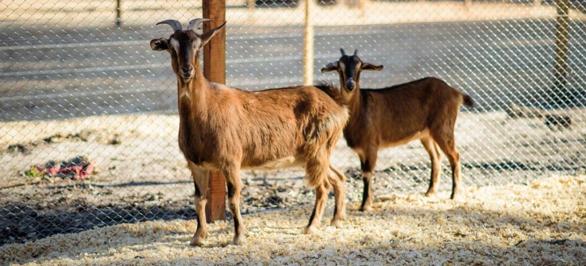 La Granja Educativa Don Benito reabre sus puertas este miércoles con protocolos de bioseguridad, reservas previas y visitas guiadas con cupos limitados
