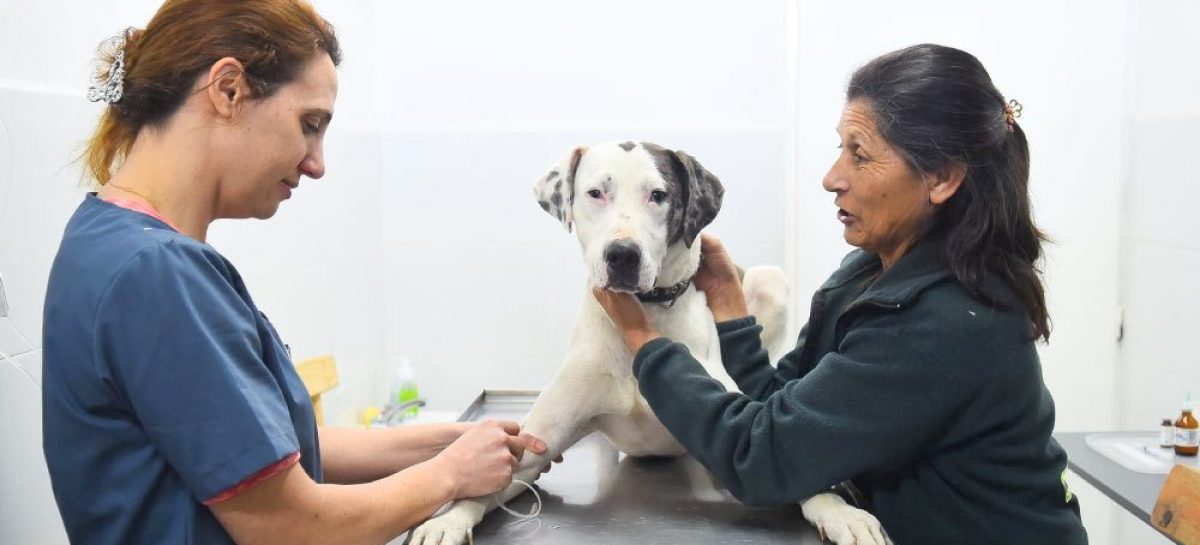 Hospital Municipal de Zoonosis Escobar: 5000 mascotas atendidas y 31 nuevas adopciones en lo que va del año