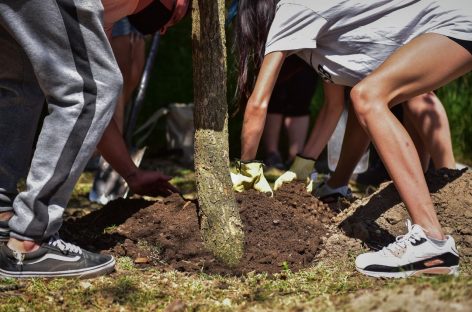 Escobar Sostenible: los vecinos y vecinas podrán apadrinar un árbol en el marco del Plan de Arbolado Urbano “Plantando Conciencia”