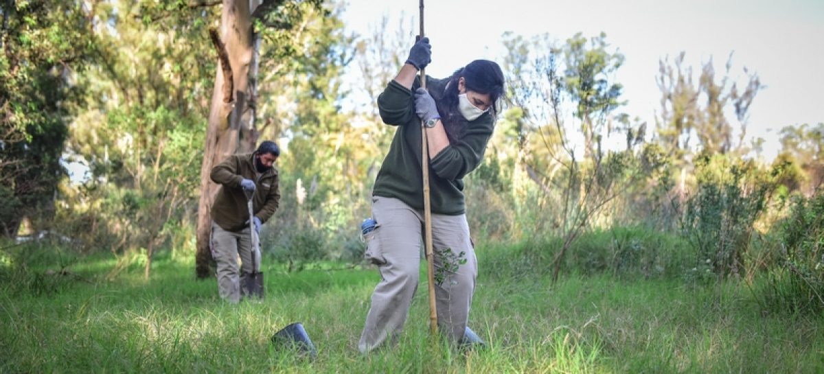 La Municipalidad realizó una plantación de árboles nativos en la Reserva Natural Educativa en Ingeniero Maschwitz