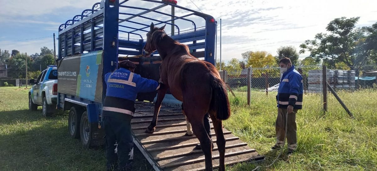 Matheu: rescatan y ponen a resguardo a seis caballos que eran sometidos a maltrato