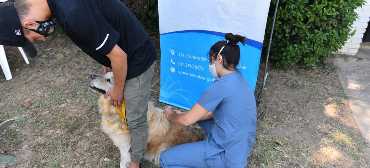 Más de 1300 mascotas ya recibieron la vacuna antirrábica durante la primera semana de la campaña anual