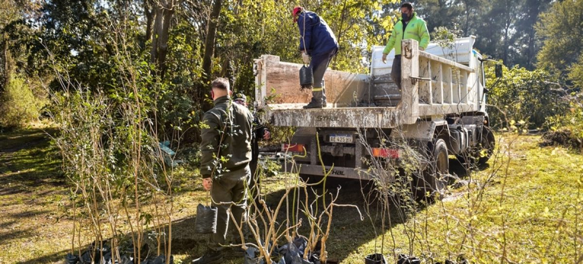 Mes del Árbol: la Municipalidad impulsa nuevas jornadas para seguir plantando árboles en todo el distrito