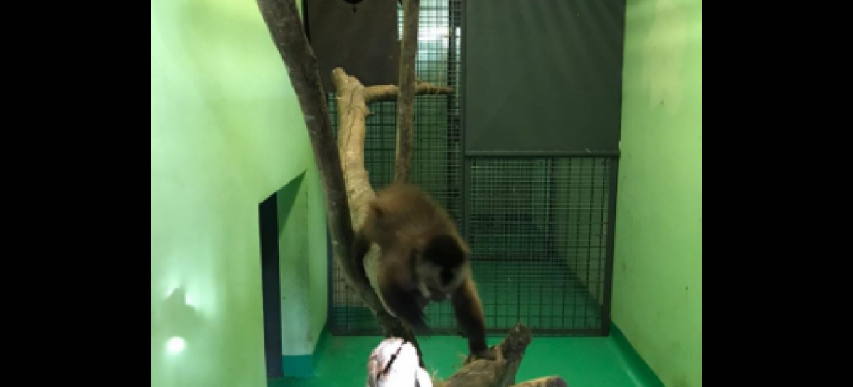 Rescataron en Loma Verde un mono caí, víctima del comercio ilegal de fauna silvestre