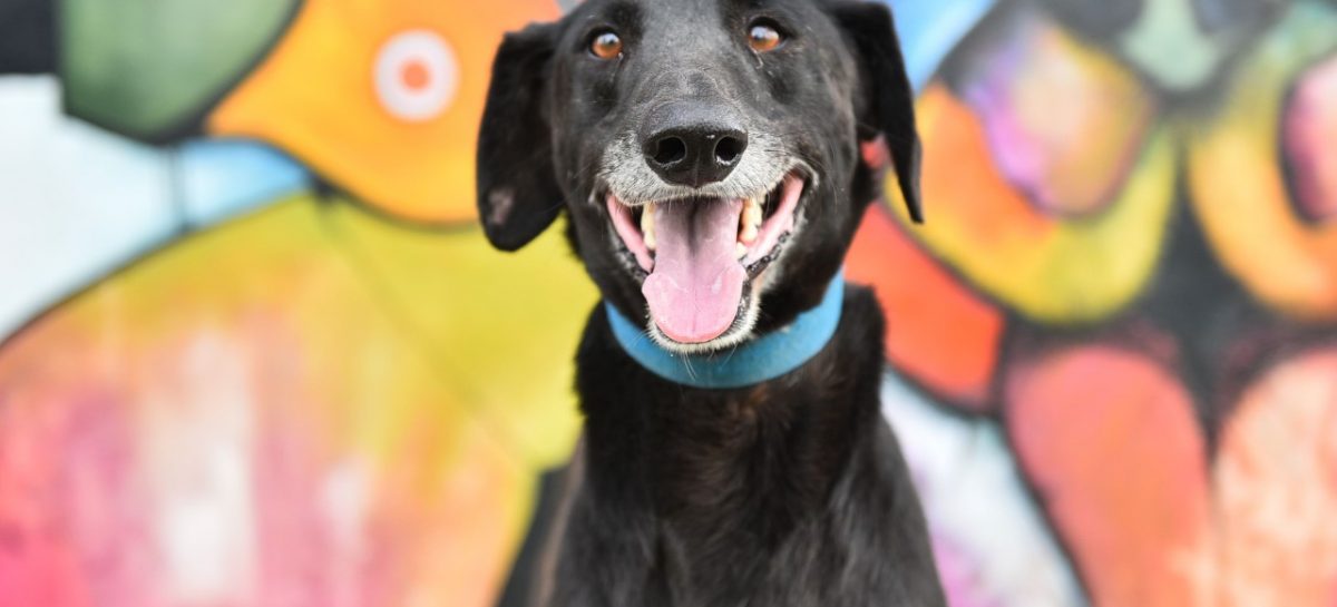 Escomascoteros: se realizará un festival para concientizar sobre la importancia de la adopción de mascotas