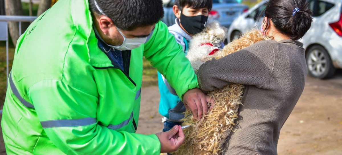 Zoonosis Escobar: continúa en Matheu la campaña de vacunación antirrábica para mascotas