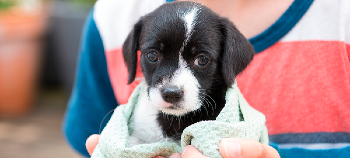 Récord de adopciones: sólo en enero 25 mascotas consiguieron un nuevo hogar a través del portal web del Hospital de Zoonosis de Escobar
