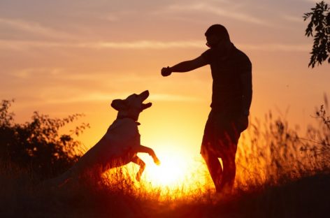 Escomascoteros: se realizará la segunda edición del festival para concientizar sobre la importancia de la adopción y la tenencia responsable de mascotas