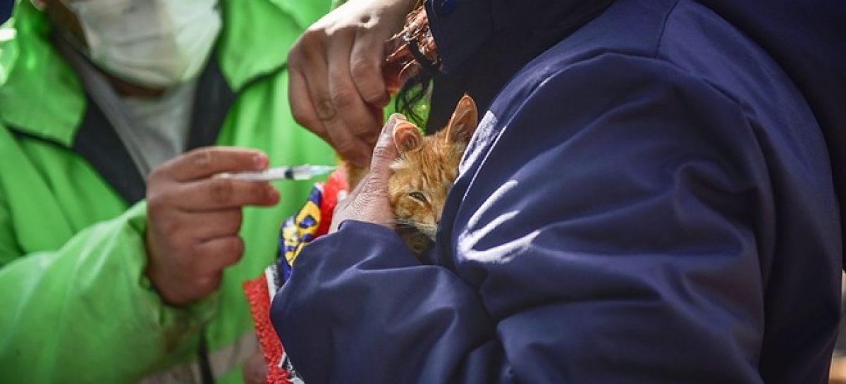 En junio continúa la campaña de vacunación antirrábica para mascotas en el partido de Escobar