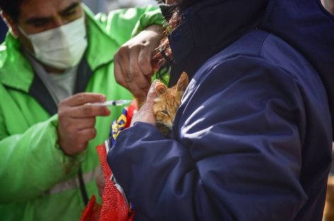 En junio continúa la campaña de vacunación antirrábica para mascotas en el partido de Escobar