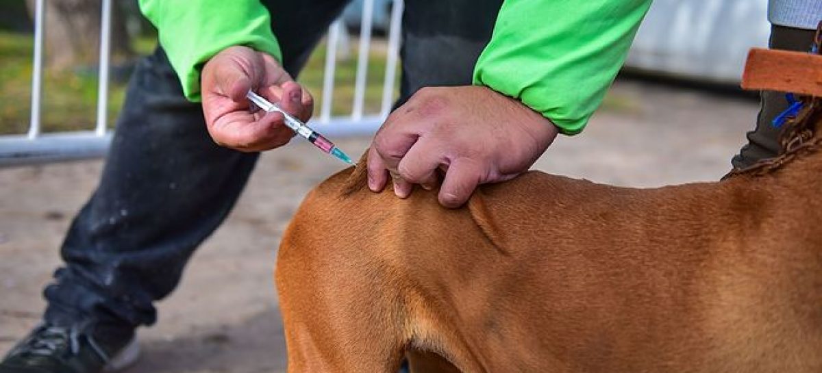 Zoonosis Escobar: continúa la campaña de vacunación antirrábica y se suma el servicio de castración