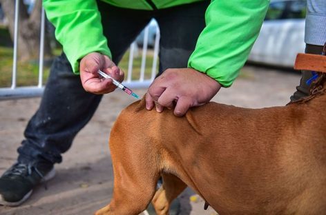 Zoonosis Escobar: continúa la campaña de vacunación antirrábica y se suma el servicio de castración