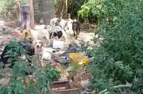 Ing. Maschwitz: rescatan a más de 50 perros que vivían en pésimas condiciones en un domicilio