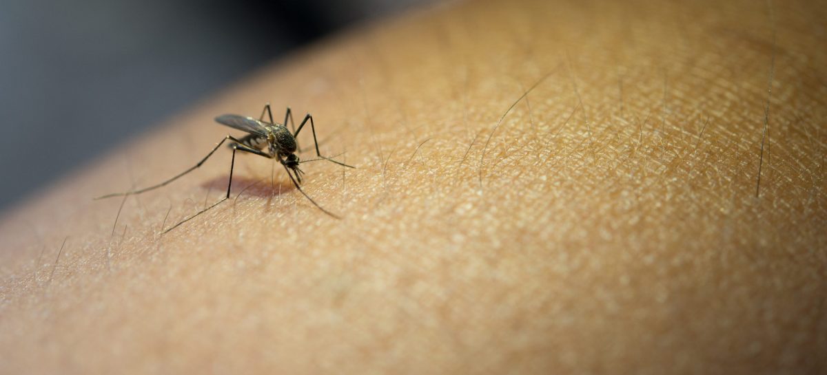 Una mujer de 36 años murió en Maquinista Savio tras contagiarse dengue