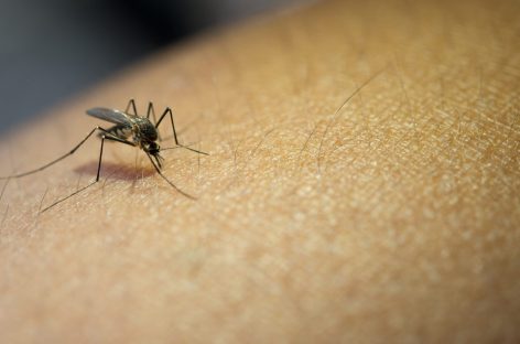 Una mujer de 36 años murió en Maquinista Savio tras contagiarse dengue