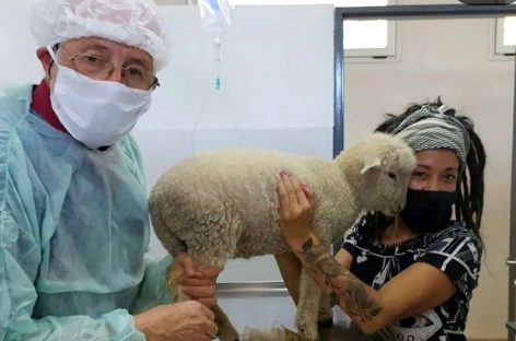 El Hospital Municipal de Zoonosis no solo salva vidas de perros y gatos