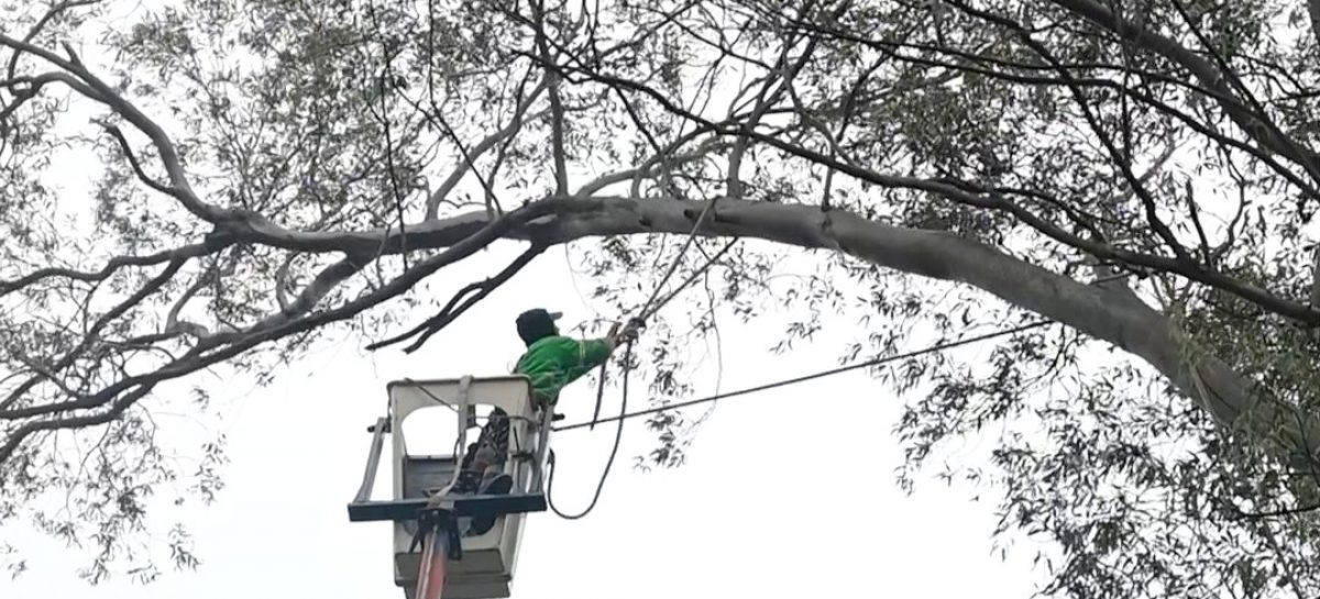 Avanza el operativo de poda en altura en la vía pública del partido de Escobar