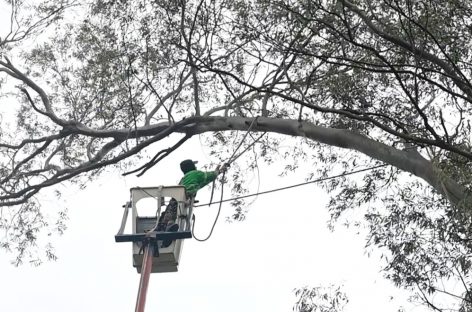 Avanza el operativo de poda en altura en la vía pública del partido de Escobar