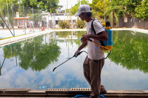 Dengue: consultá el cronograma semanal de bioeliminación de larvas de mosquito