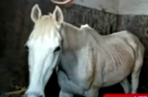 Denuncian un “campo de concentración de caballos” en un club hípico del Haras Santa María de Escobar