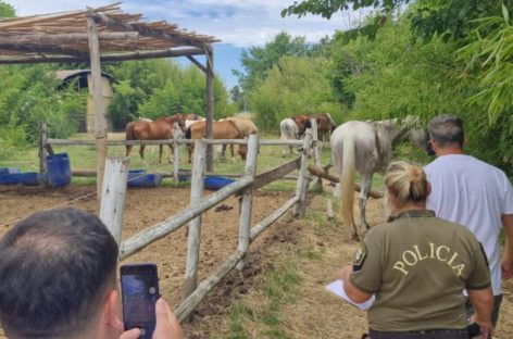 El municipio volvió a intervenir en el caso de los caballos desnutridos en el Haras Santa María: clausura del lugar y contravenciones varias