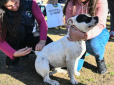 Zoonosis: continúan las jornadas gratuitas de castración en los barrios de Escobar