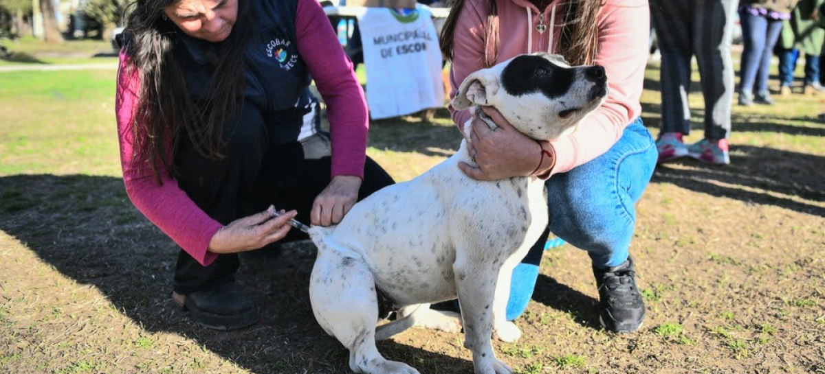Zoonosis: continúan las jornadas gratuitas de castración en los barrios de Escobar